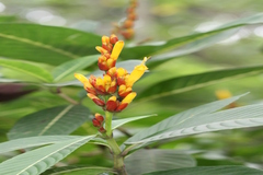 Sanchezia nobilis